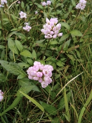 Persicaria criopolitana