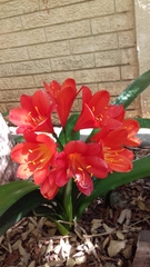 Clivia miniata miniata