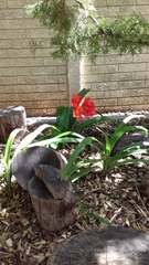 Clivia miniata miniata