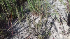 Myrovernix glandulosus