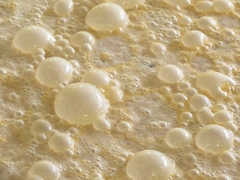 Saccharomyces cerevisiae