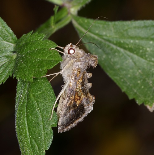 Soybean Looper Moth photo 3