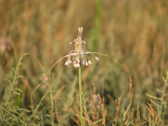Allium paniculatum