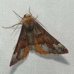 Caripeta pulcherrima