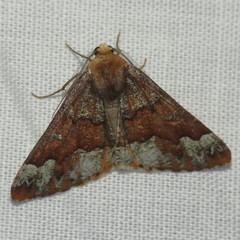 Caripeta pulcherrima