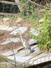 Ardea cinerea