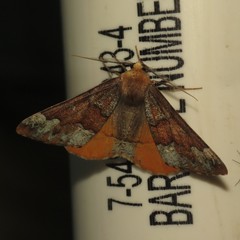 Caripeta pulcherrima