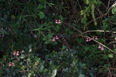Pelargonium frutetorum