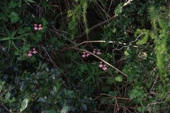 Pelargonium frutetorum