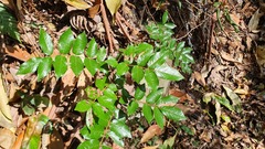 Millettieae