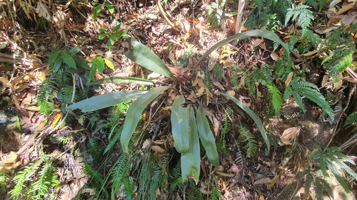 Asplenium harmanii, 2020-10-18