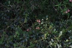 Pelargonium frutetorum