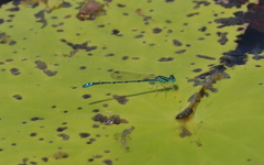 Austroagrion exclamationis