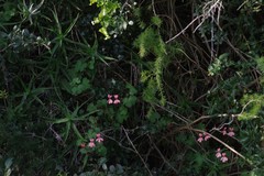Pelargonium frutetorum