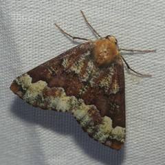 Caripeta pulcherrima