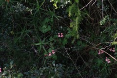 Pelargonium frutetorum