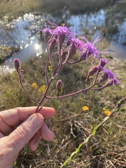 Carphephorus tomentosus