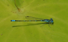 Austroagrion exclamationis