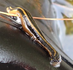Richardsonianus australis