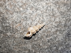 Semisulcospira ningpoensis