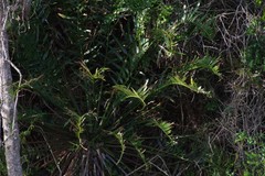Encephalartos altensteinii