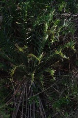 Encephalartos altensteinii
