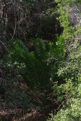 Encephalartos altensteinii