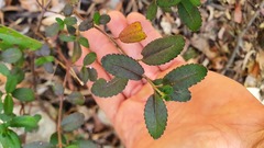 Gonocarpus oreophilus