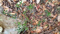 Gonocarpus oreophilus