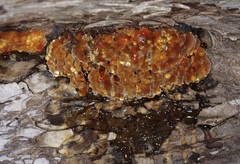 Inonotus quercustris