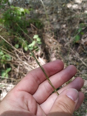 Achnatherum bromoides