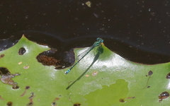 Austroagrion exclamationis
