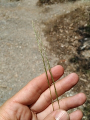 Achnatherum bromoides