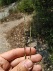 Achnatherum bromoides