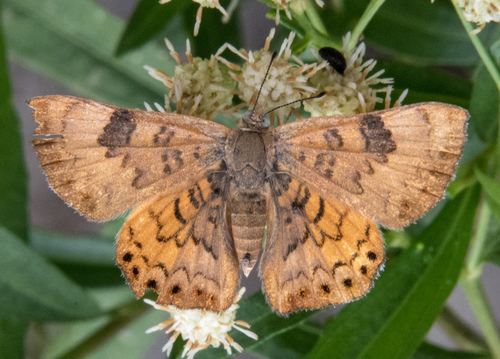 Mexican Zela Metalmark