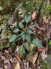 Viola guangzhouensis