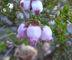 Orophanes
