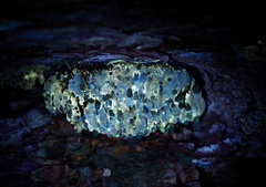 Inonotus quercustris