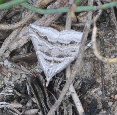 Dichromodes consignata