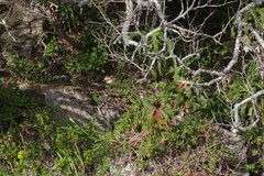 Pelargonium frutetorum
