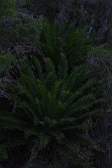 Encephalartos altensteinii
