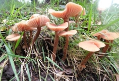 Laccaria laccata