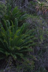 Encephalartos altensteinii