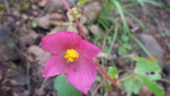 Begonia gracilis