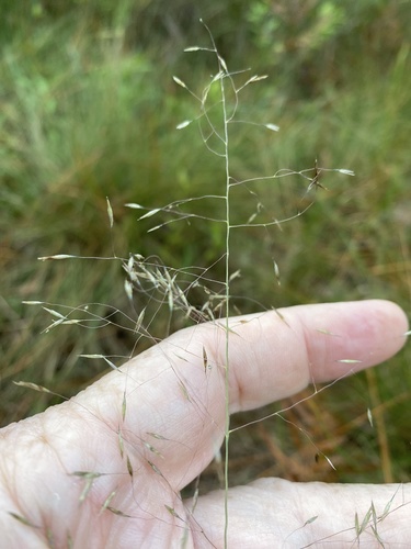 Cutover muhly (Muhlenbergia expansa)