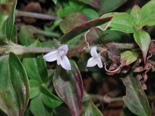 Hedyotis chrysotricha iNat (1)