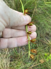 Pleea tenuifolia