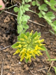Leobordea corymbosa