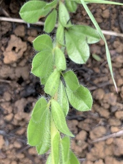 Leobordea corymbosa