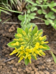 Leobordea corymbosa